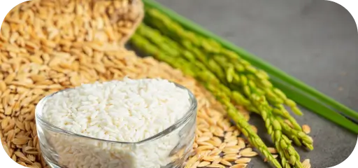 Proteína Concentrada do Arroz